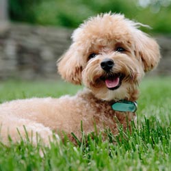 pet friendly muskoka cottage rentals